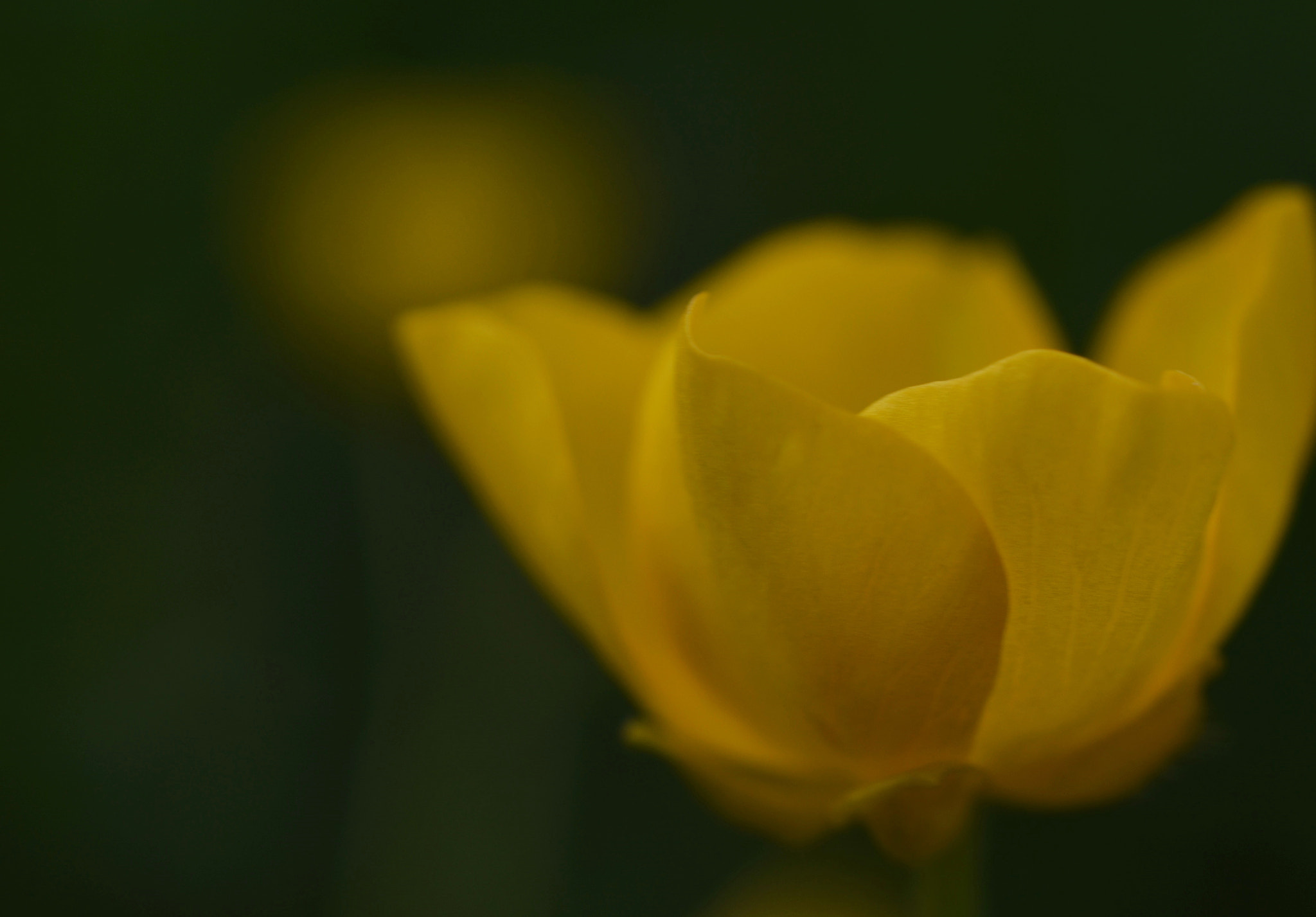 Nikon D5100 + Sigma 50mm F2.8 EX DG Macro sample photo. Flower photography