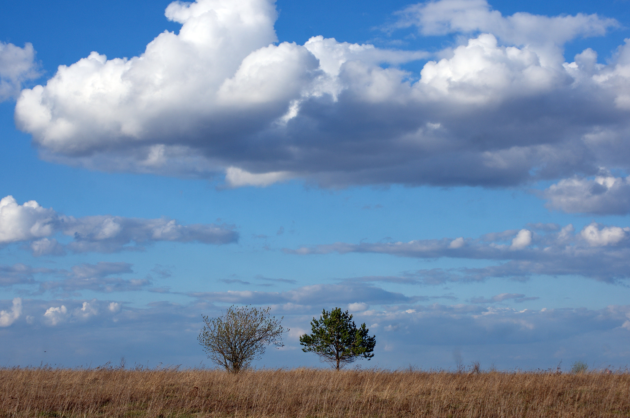 Sony Alpha DSLR-A580 sample photo. Два в поле. photography