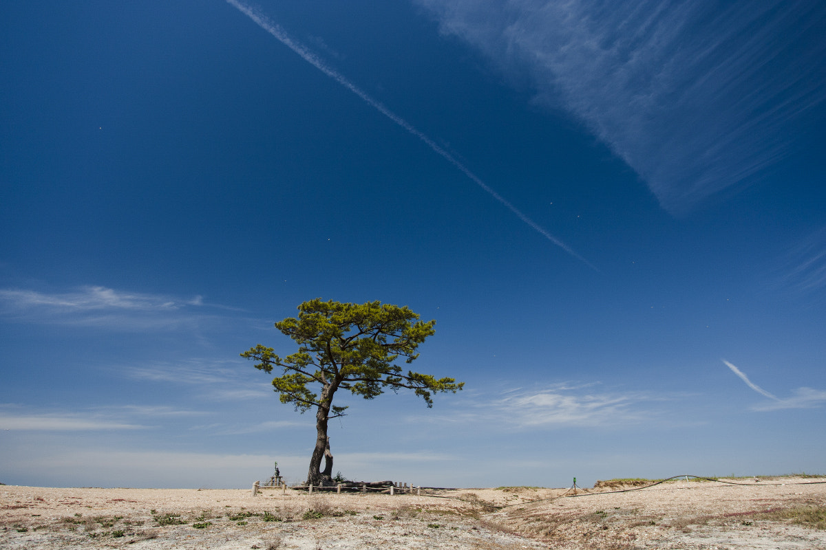 Canon EOS-1D Mark III sample photo. 대부도 a photography