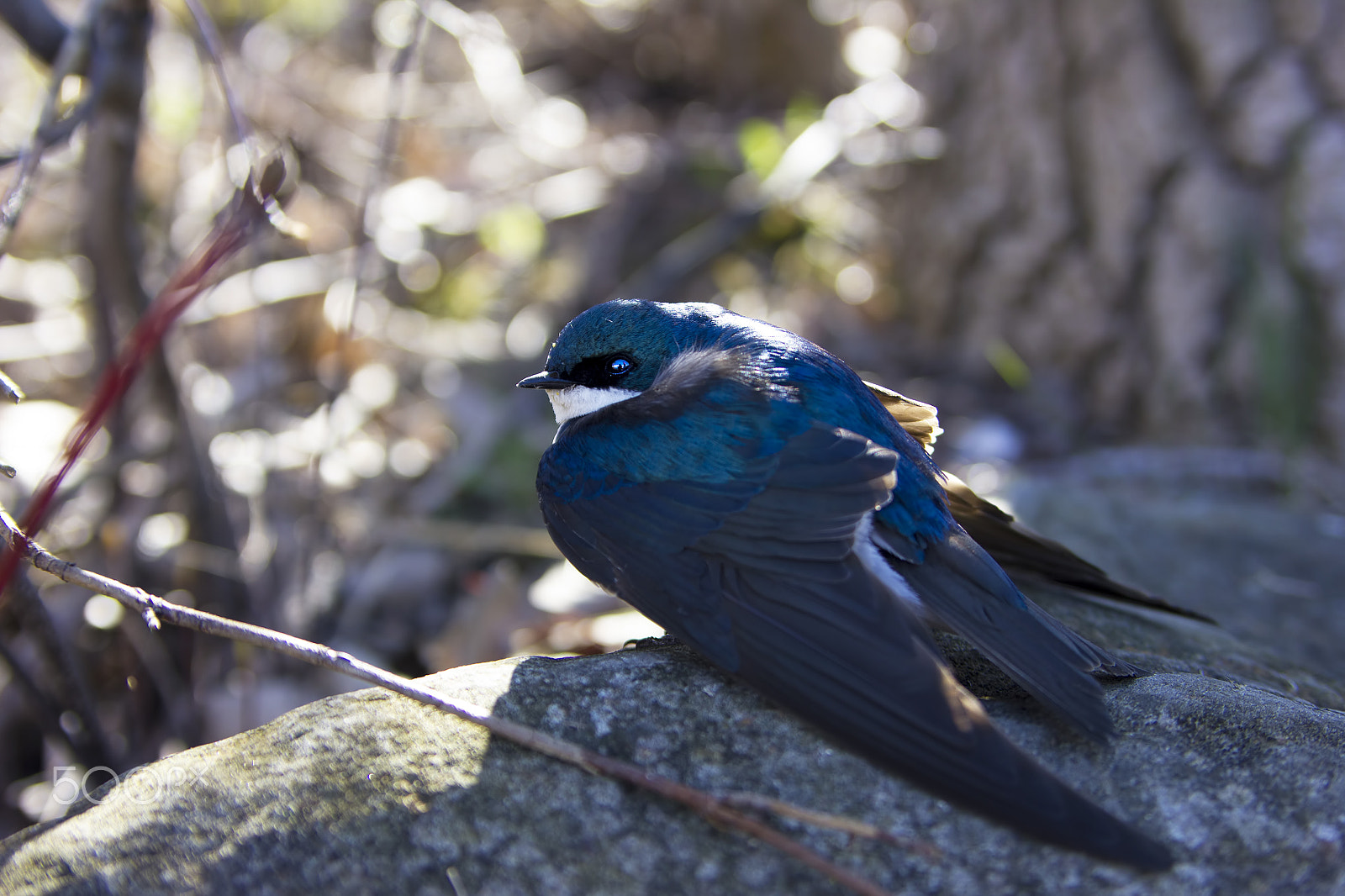 Canon EOS 550D (EOS Rebel T2i / EOS Kiss X4) sample photo. Resting swallow photography