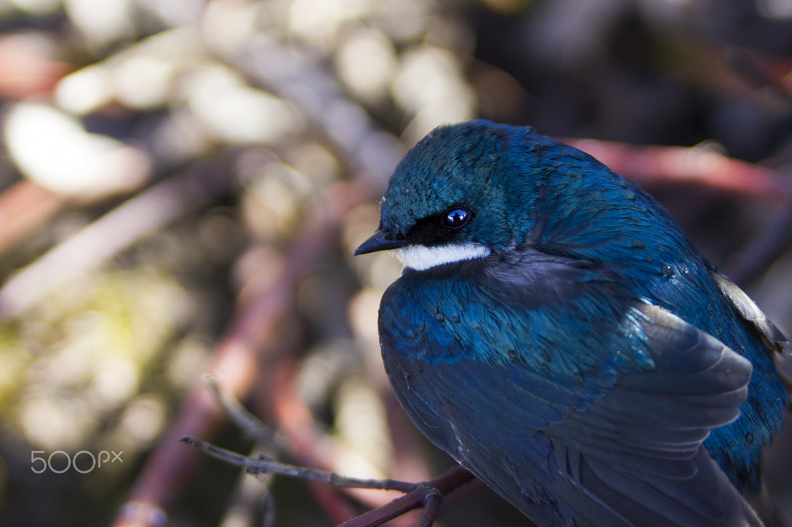 Canon EOS 550D (EOS Rebel T2i / EOS Kiss X4) sample photo. Happy swallow photography