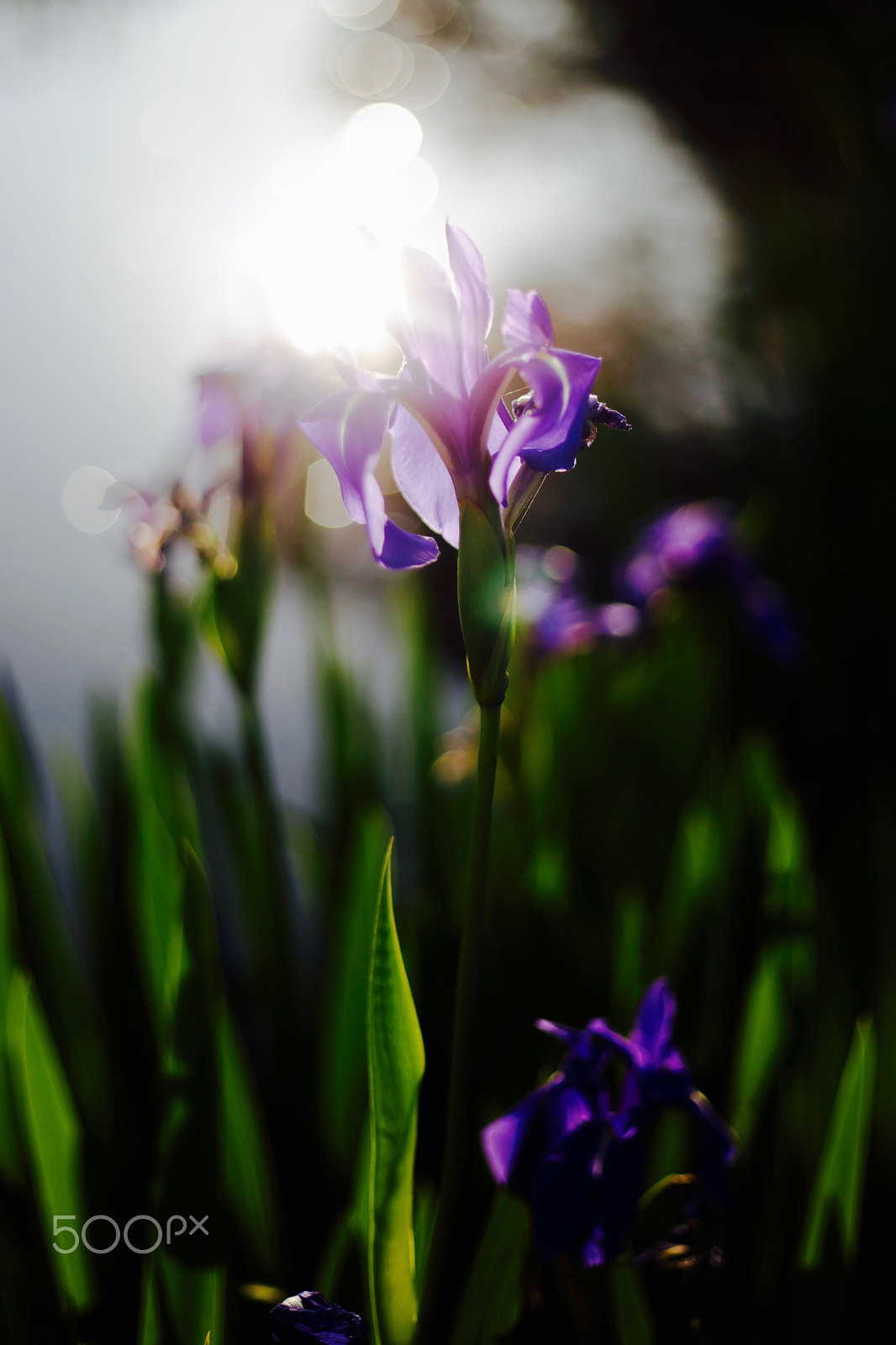 Canon EOS-1D X sample photo. Iris laevigata photography