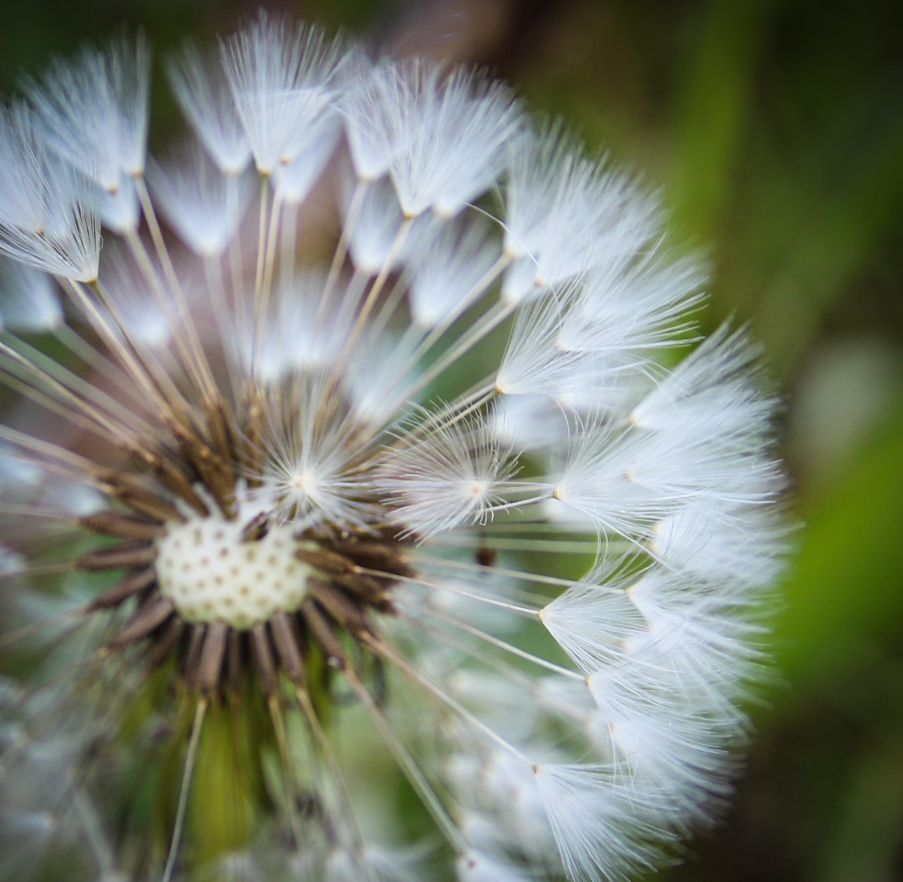 Canon EOS 760D (EOS Rebel T6s / EOS 8000D) sample photo. Dandelion macro photography