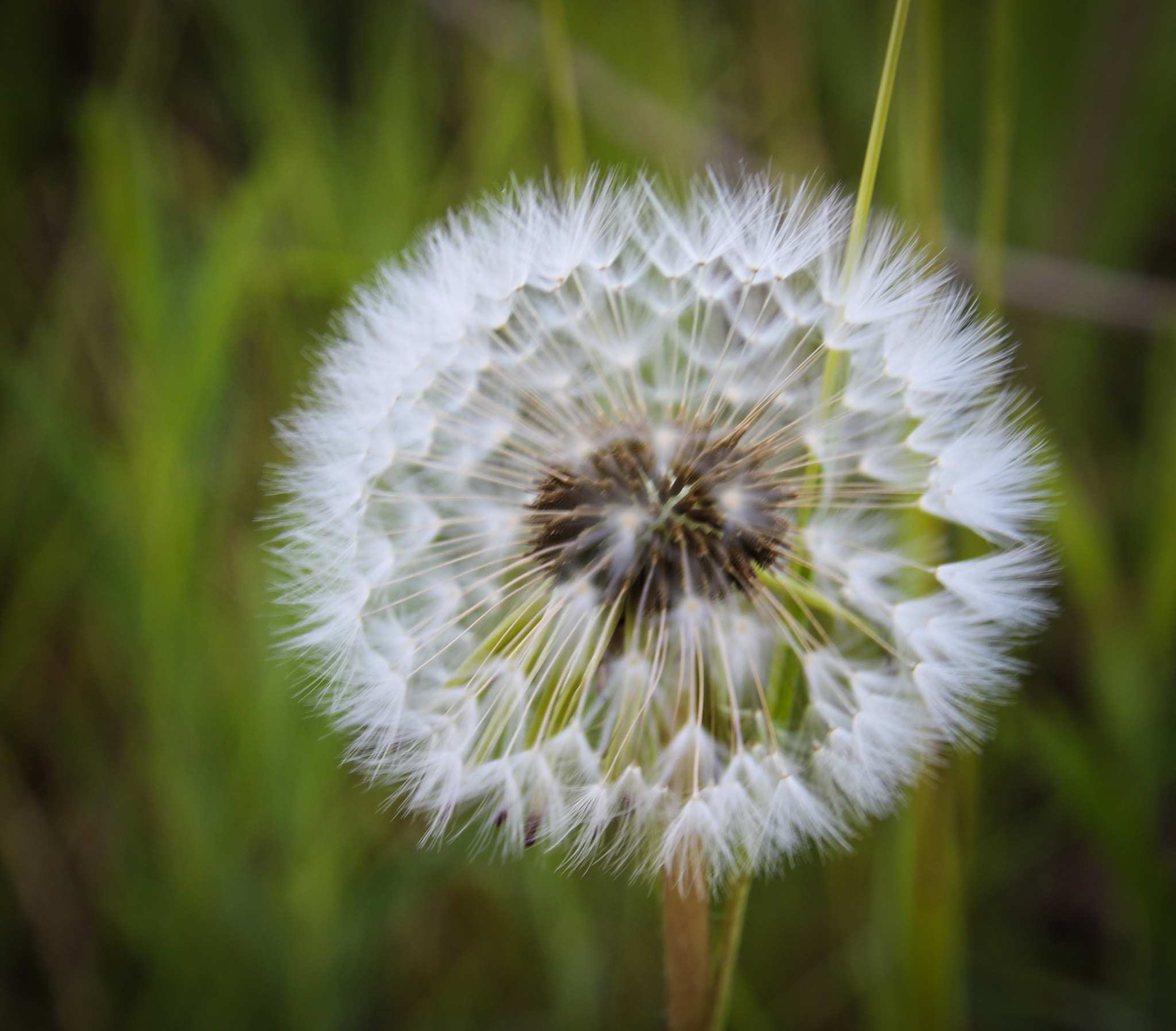 Canon EOS 760D (EOS Rebel T6s / EOS 8000D) sample photo. Dandelion spray photography