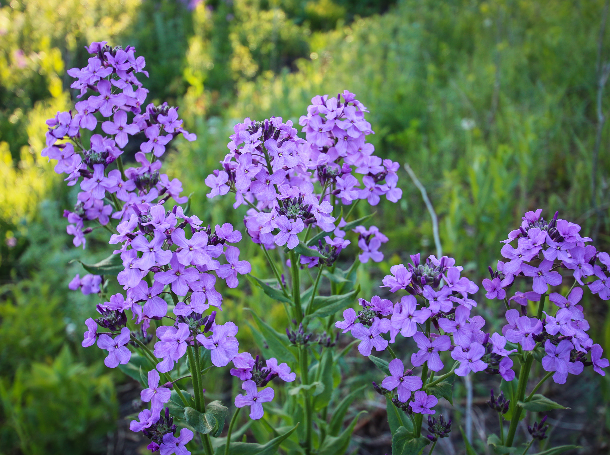 Canon EOS 760D (EOS Rebel T6s / EOS 8000D) sample photo. Violet wildflowers on hillside photography