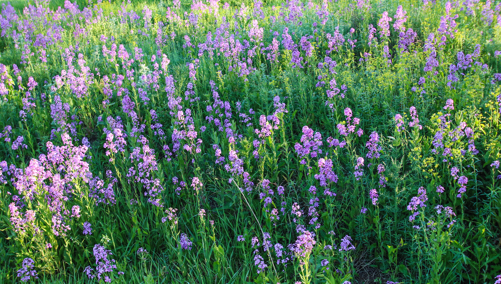 Canon EOS 760D (EOS Rebel T6s / EOS 8000D) sample photo. Field of purple and yellow wildflowers photography