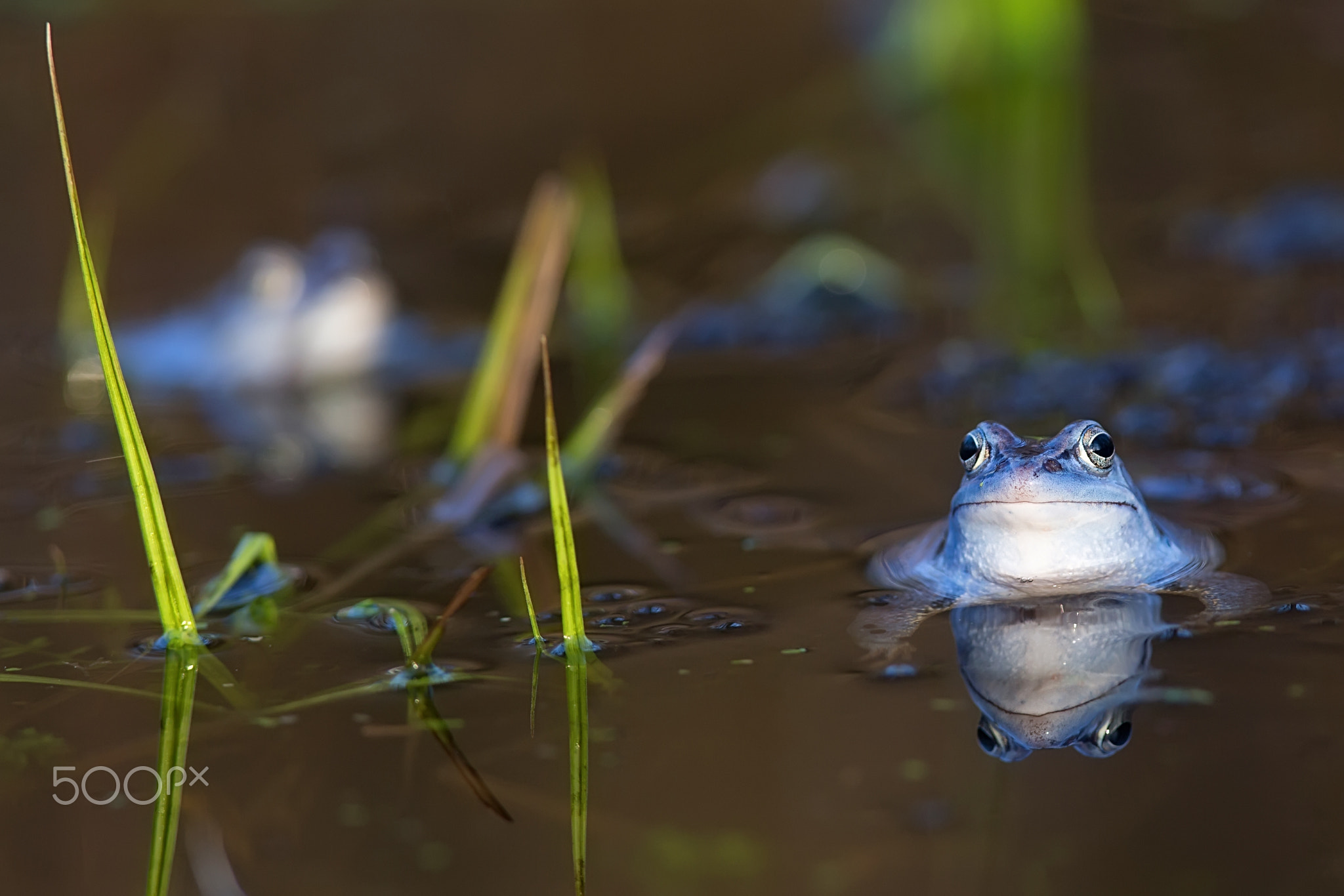 Moor frog on the lake