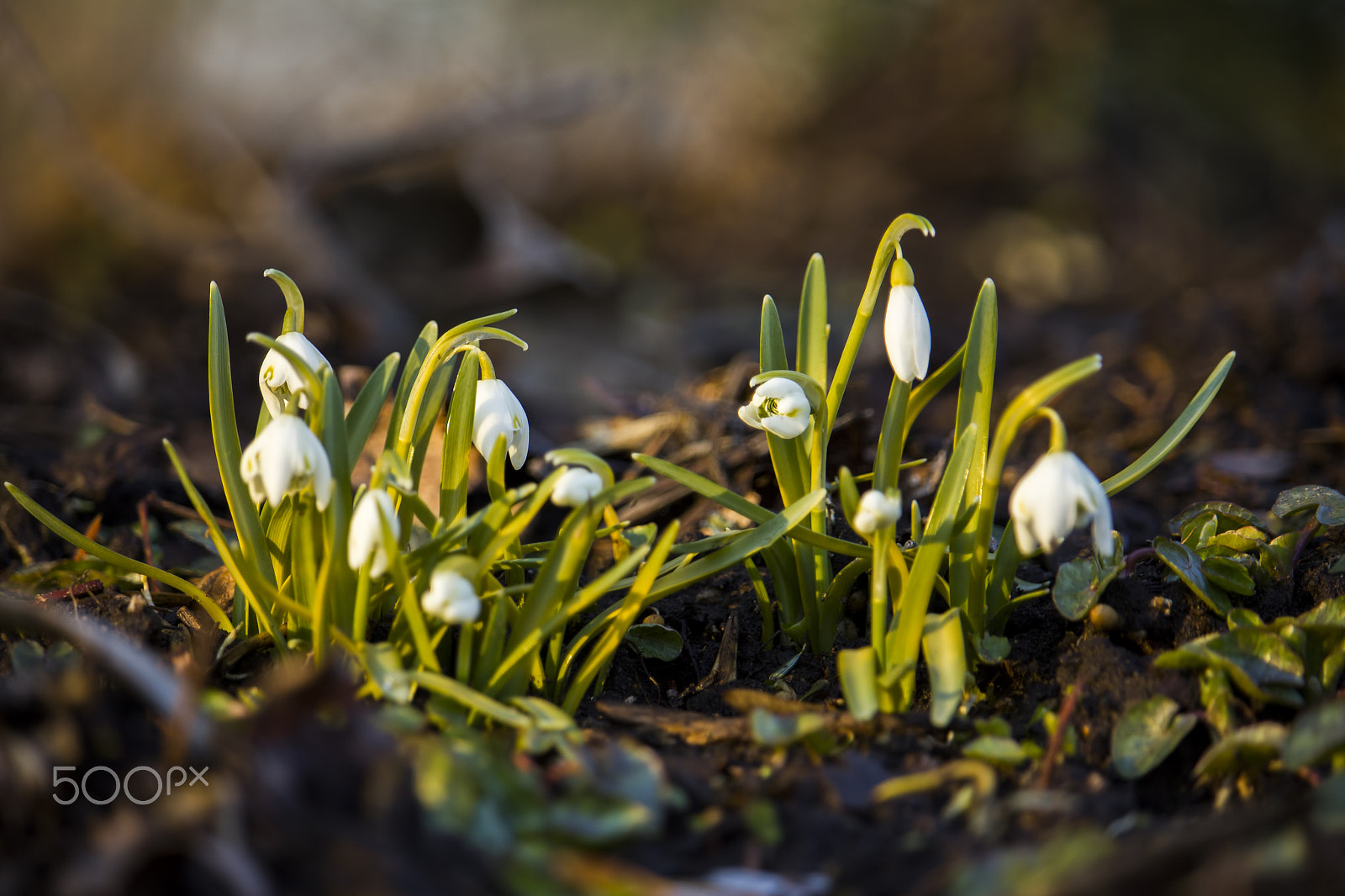 Canon EF-S 55-250mm F4-5.6 IS STM sample photo. Early spring photography