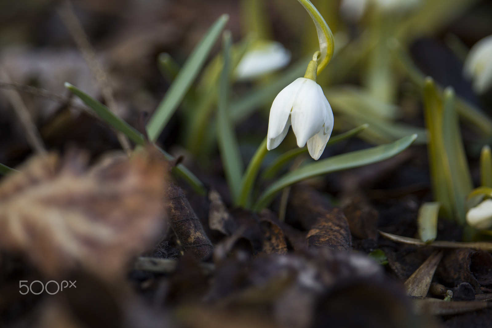Canon EF-S 55-250mm F4-5.6 IS STM sample photo. Snowdrop in spring photography