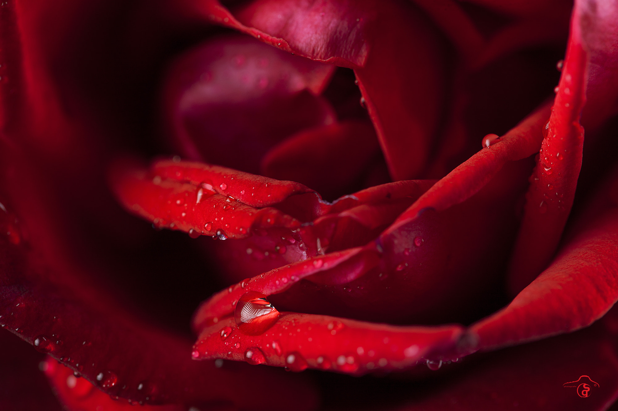 Canon EOS-1Ds Mark III sample photo. Rose photography