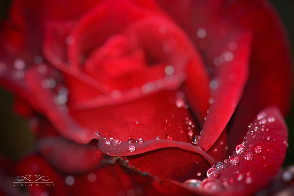 Nikon D300S sample photo. Rose photography