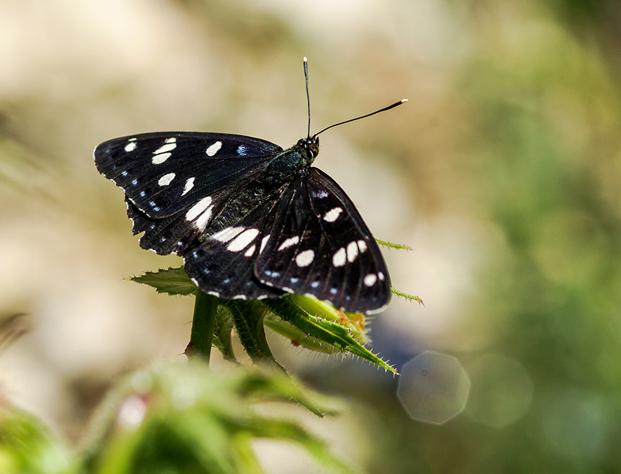 Pentax K20D + smc PENTAX-FA Macro 100mm F2.8 sample photo. Buterfly photography