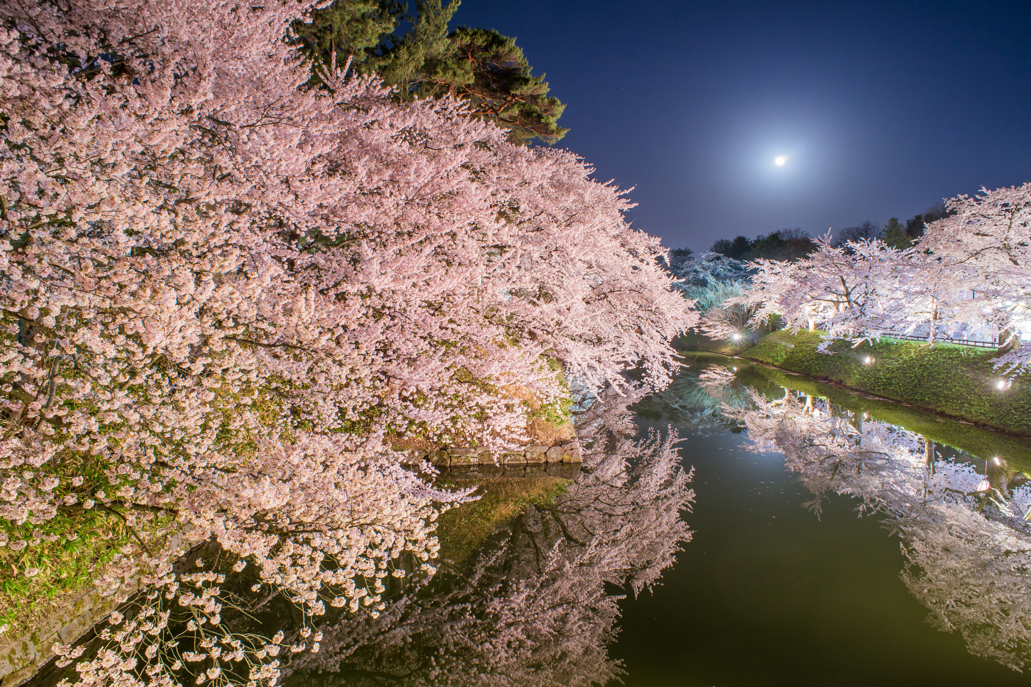 Sony a99 II + Minolta AF 24mm F2.8 sample photo. Moat of the cherry blossom and the full moon photography