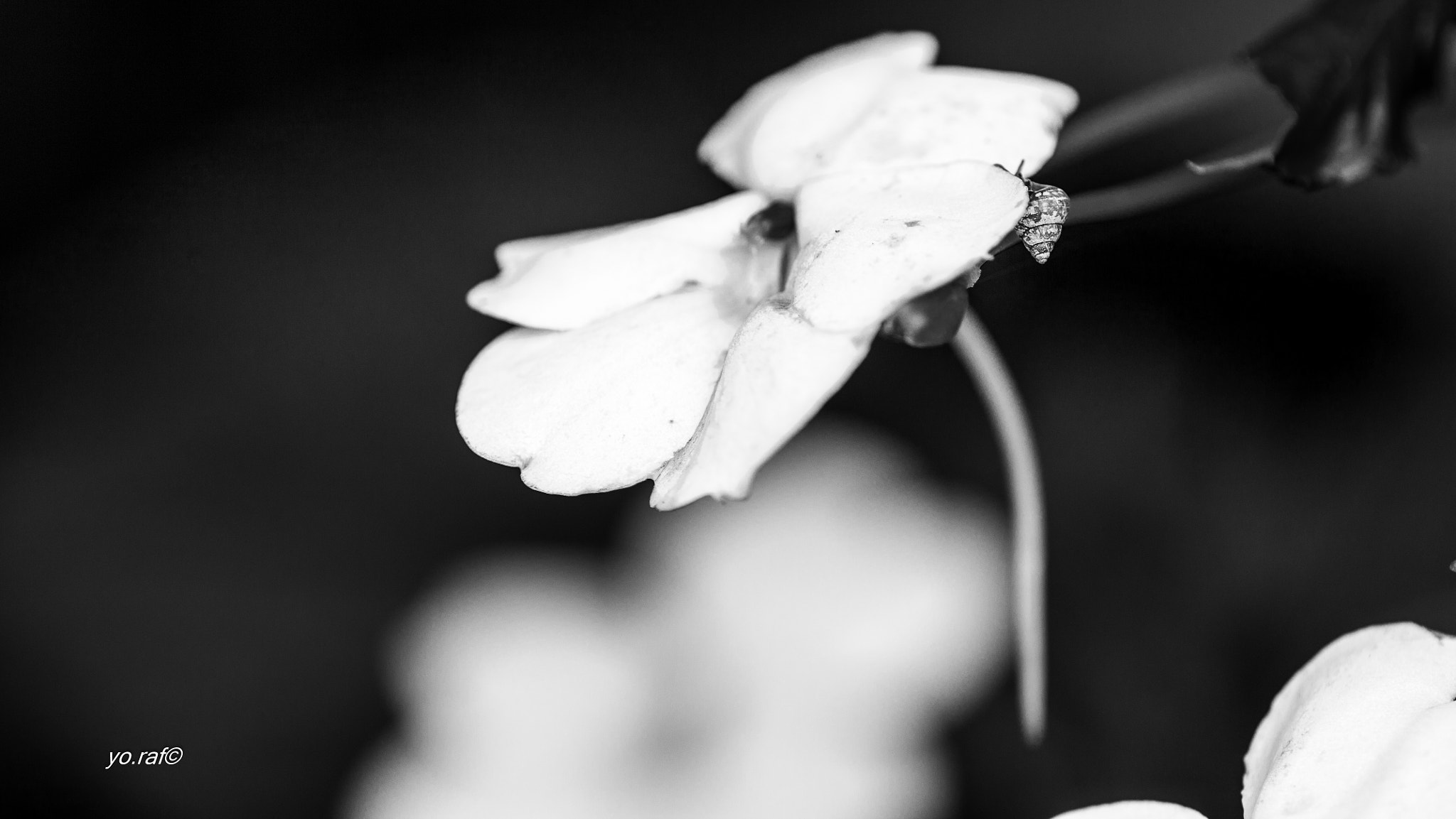Tamron SP AF 180mm F3.5 Di LD (IF) Macro sample photo. Under the trees photography