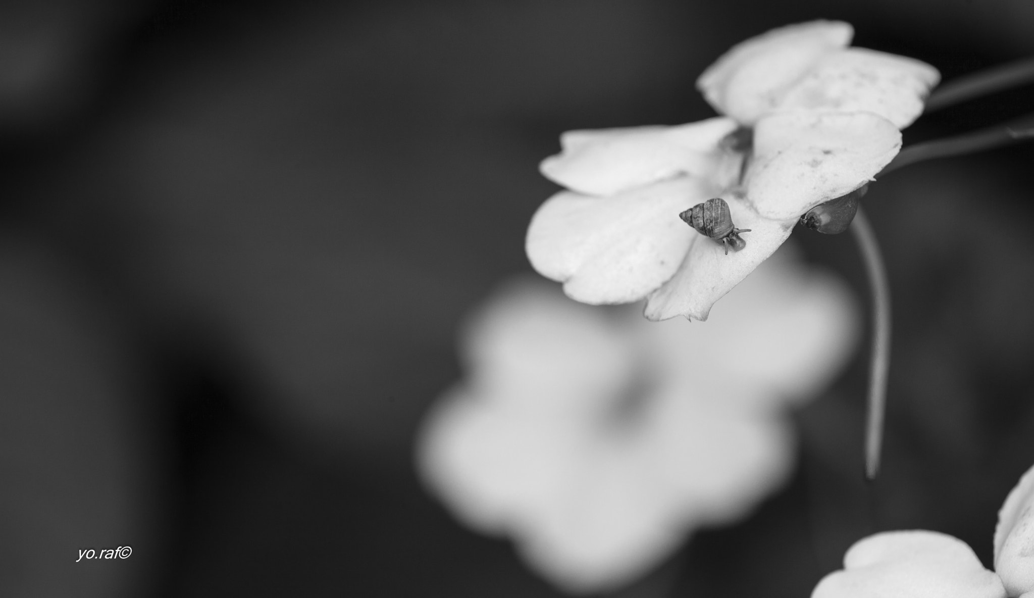 Tamron SP AF 180mm F3.5 Di LD (IF) Macro sample photo. Under the trees photography