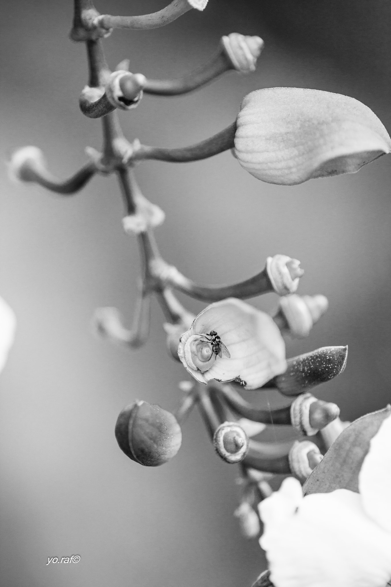 Tamron SP AF 180mm F3.5 Di LD (IF) Macro sample photo. Under the trees photography
