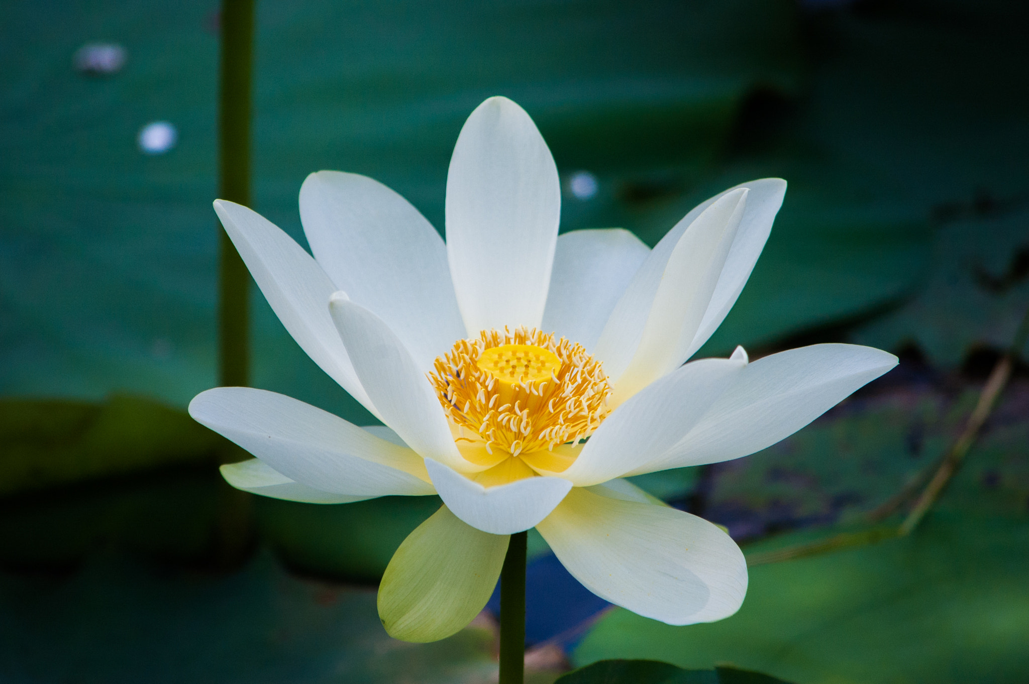 Nikon D70 sample photo. Lotus in campus last year photography
