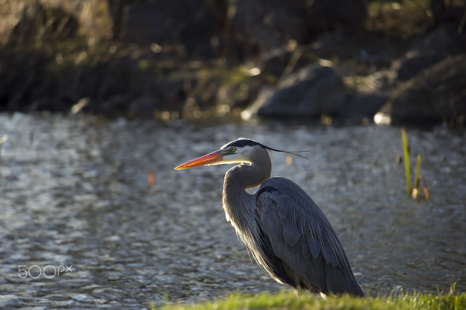 Canon EF-S 55-250mm F4-5.6 IS STM sample photo. Great blue heron by the lake photography