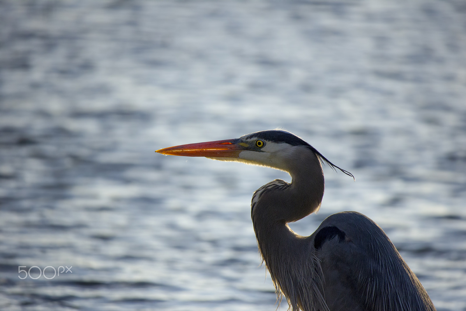 Canon EF-S 55-250mm F4-5.6 IS STM sample photo. Great blue heron photography