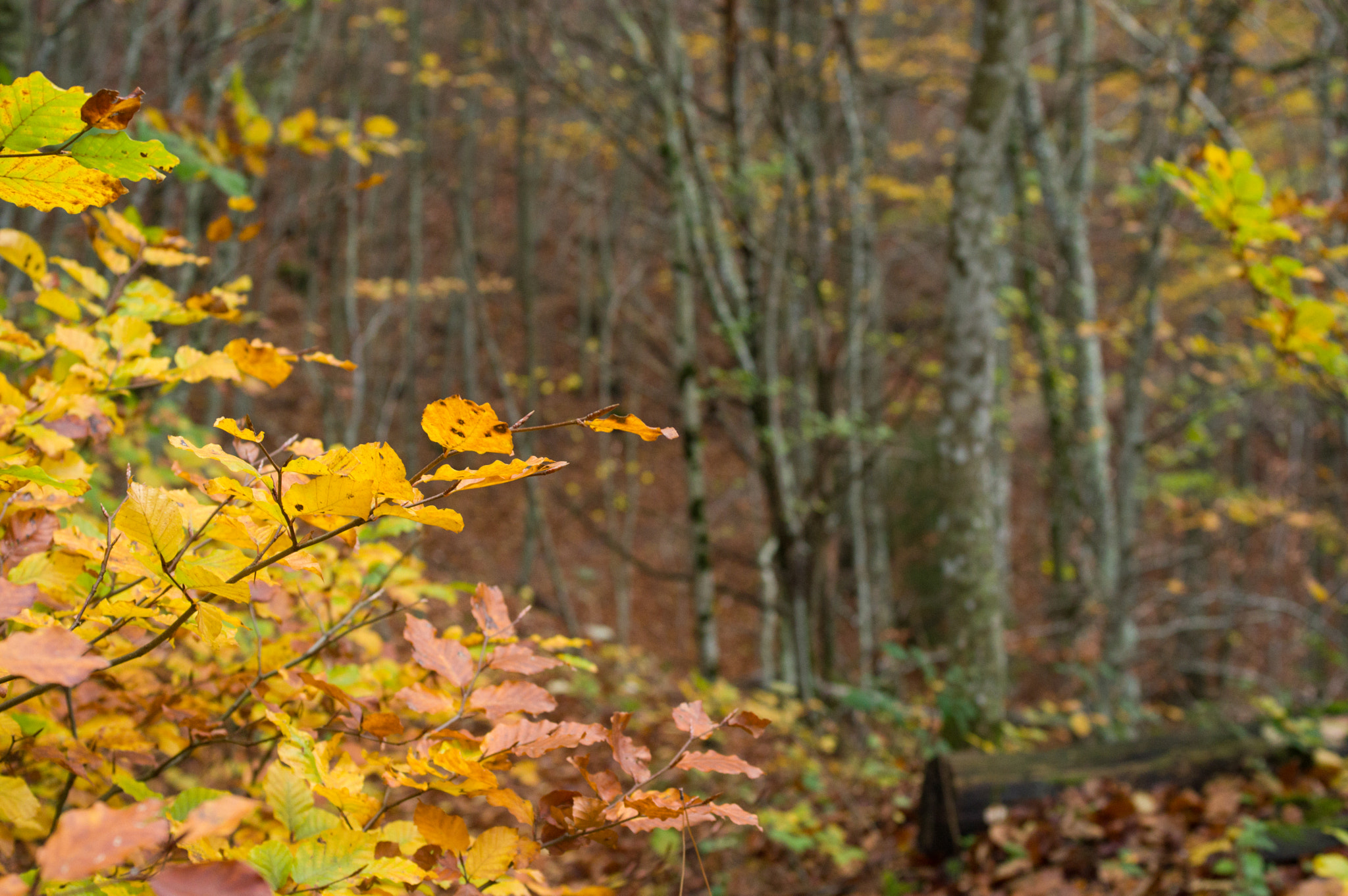 Pentax K-3 + HD Pentax DA 40mm F2.8 Limited sample photo. Couleurs automnales photography