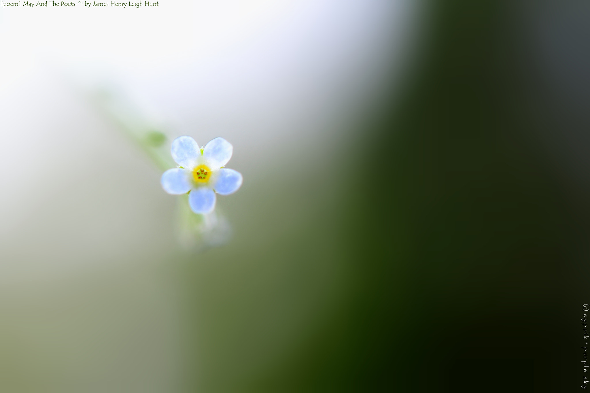 Nikon AF-S Micro-Nikkor 60mm F2.8G ED sample photo. May and the poets ii photography
