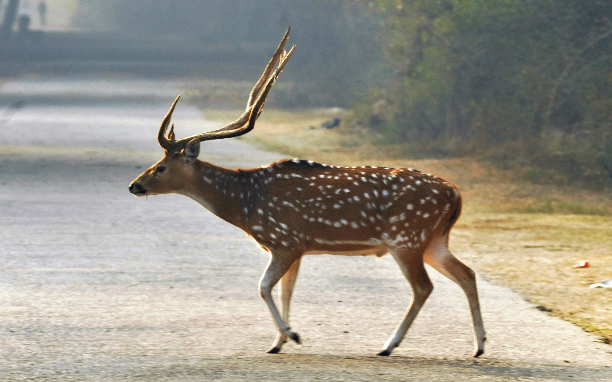 AF Zoom-Nikkor 70-300mm f/4-5.6D ED sample photo. Deer photography