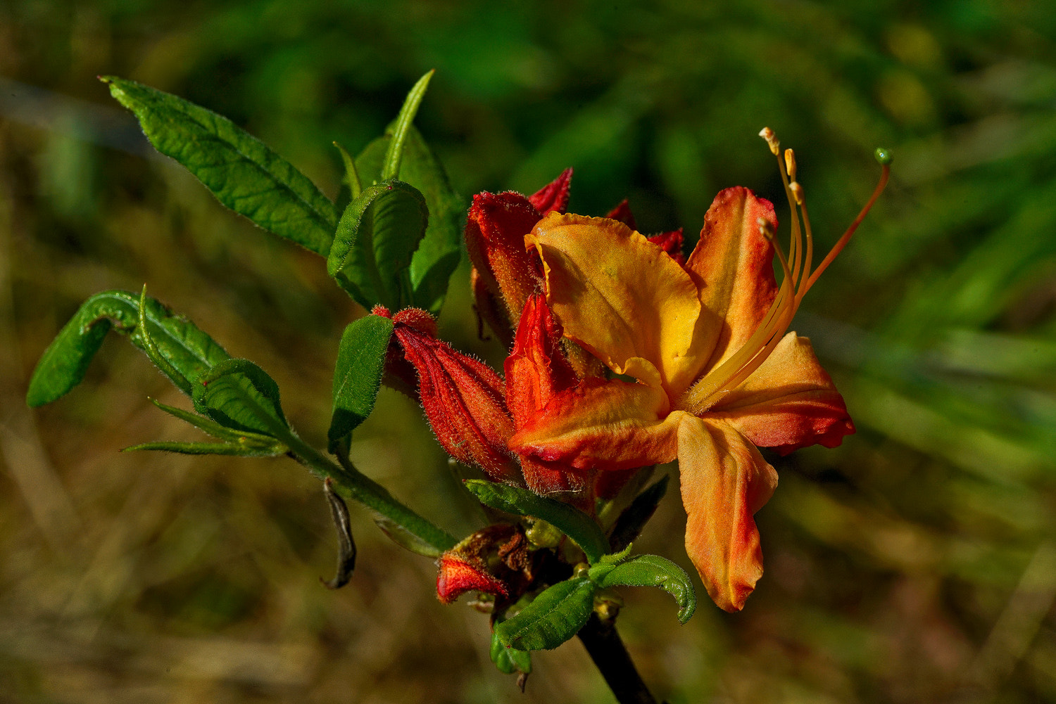 100mm F2.8 SSM sample photo. Flame azalea photography