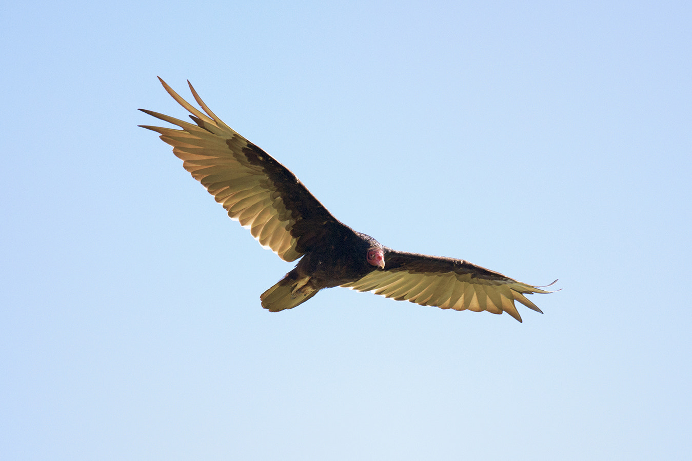 Nikon AF-S Nikkor 800mm F5.6E FL ED VR sample photo. Turkey vulture photography