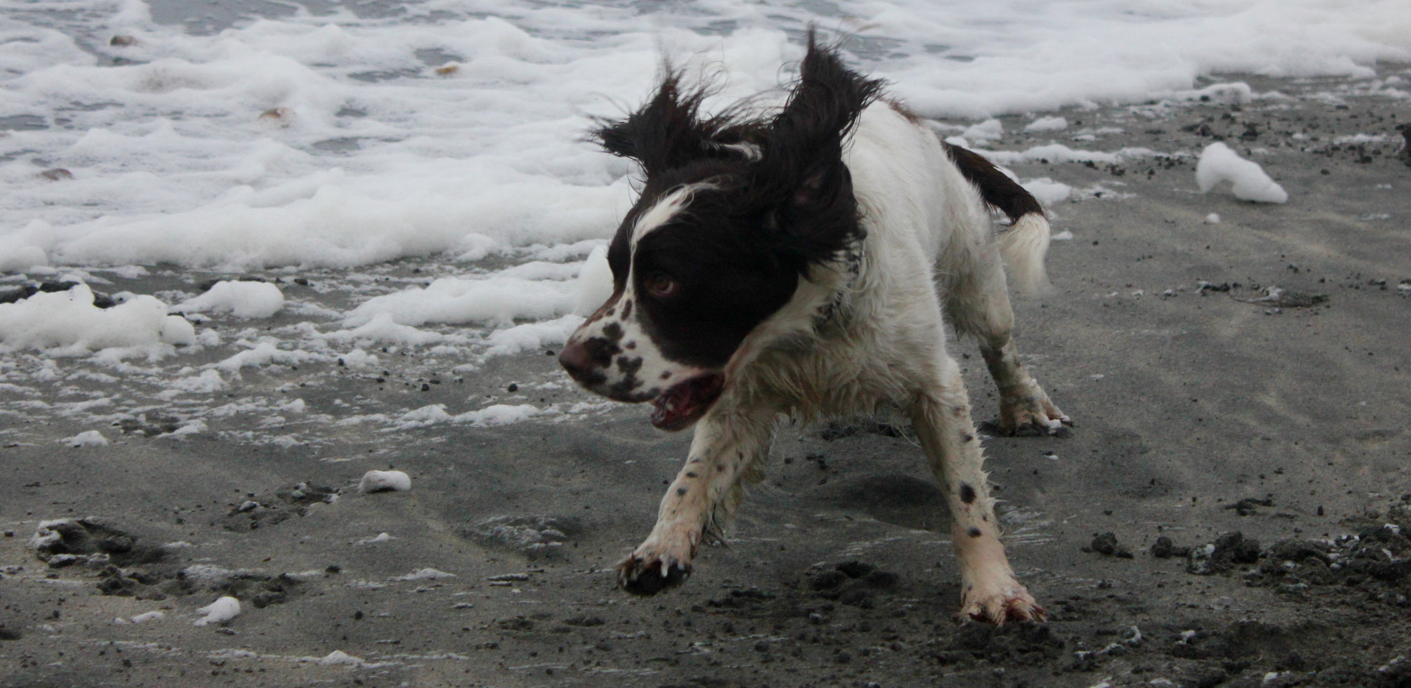 Canon EF-S 18-55mm F3.5-5.6 IS sample photo. Bracon and rosie running on the beach photography