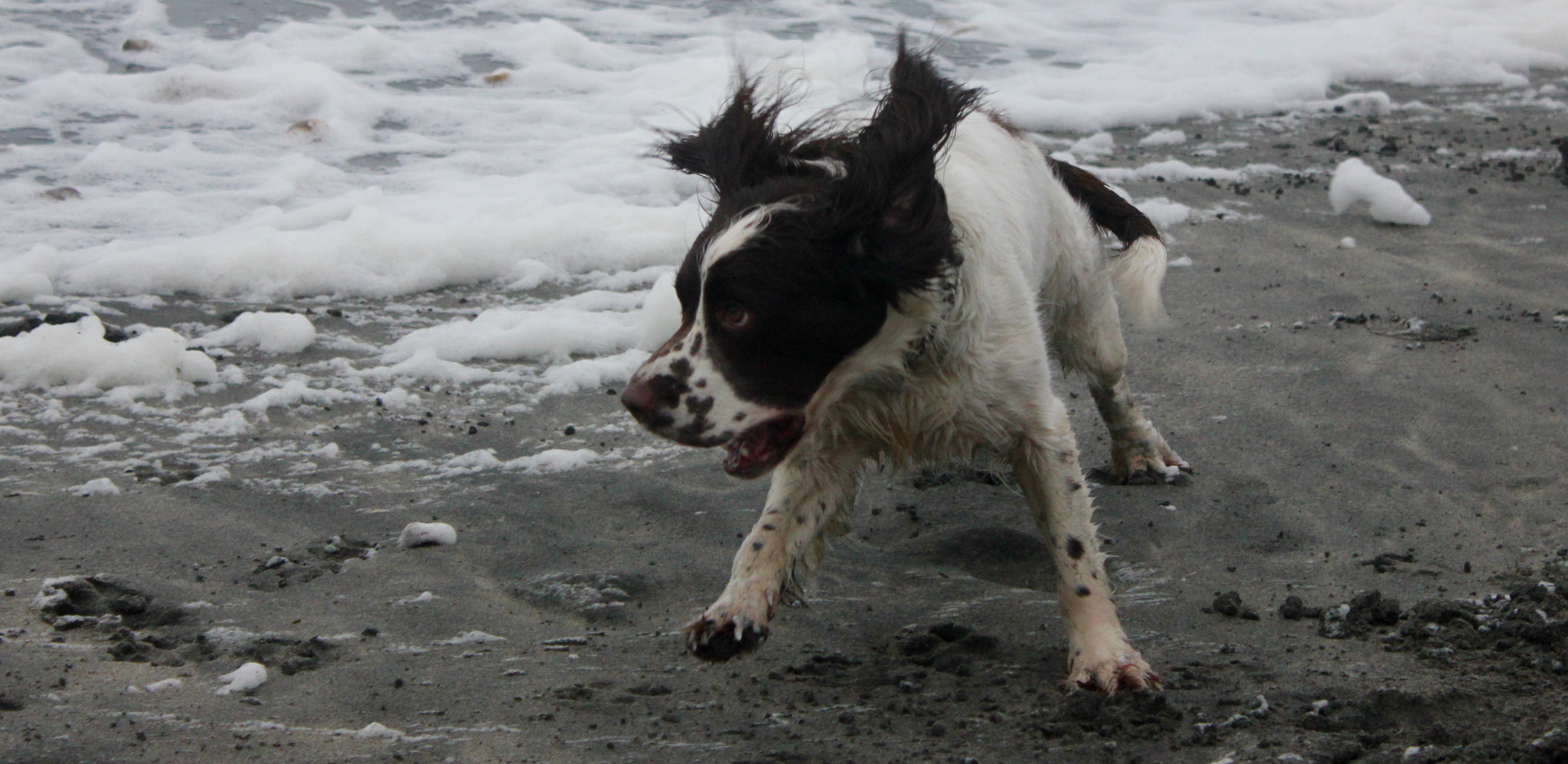 Canon EOS 550D (EOS Rebel T2i / EOS Kiss X4) + Canon EF-S 18-55mm F3.5-5.6 IS sample photo. Bracon and rosie running on the beach photography