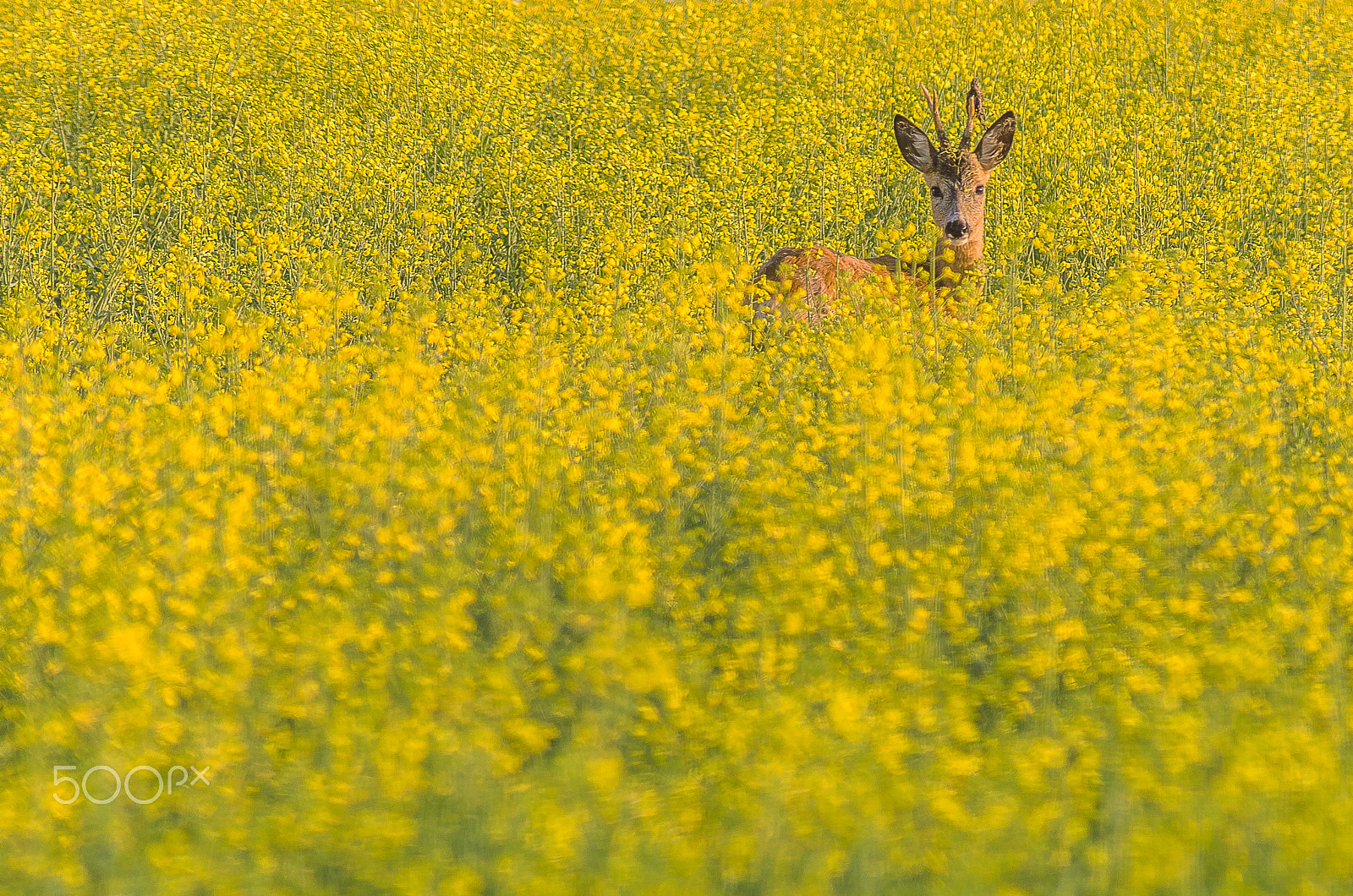 Pentax K-5 II + A Series Lens sample photo. Lord of rape.... photography