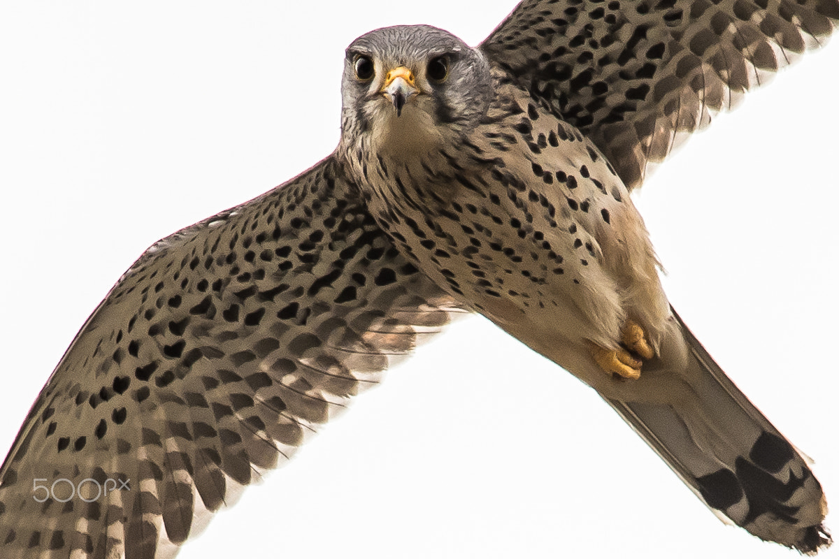 Nikon D4 + Nikon AF-S Nikkor 300mm F4D ED-IF sample photo. Kestrel photography