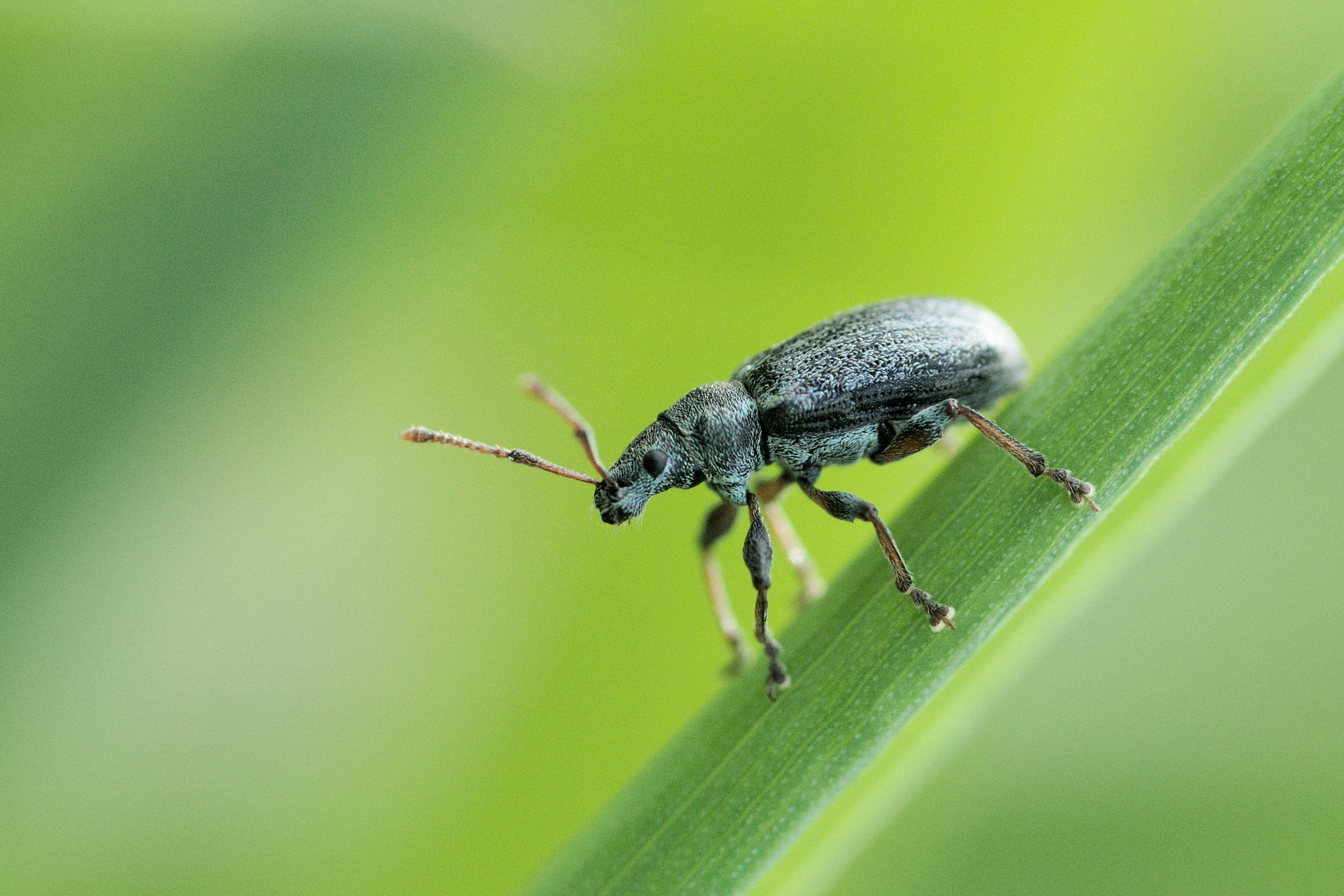 Sony SLT-A37 + Sigma 70-300mm F4-5.6 DL Macro sample photo. Weevil photography