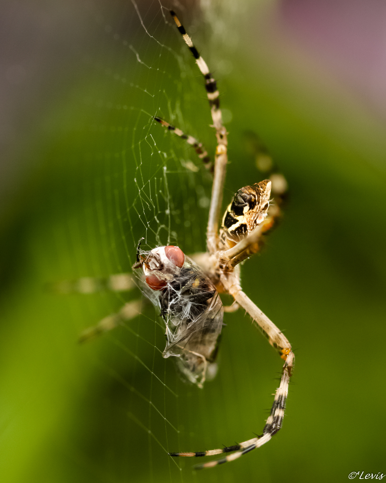 Canon EF-S 60mm F2.8 Macro USM sample photo. Fim da linha photography