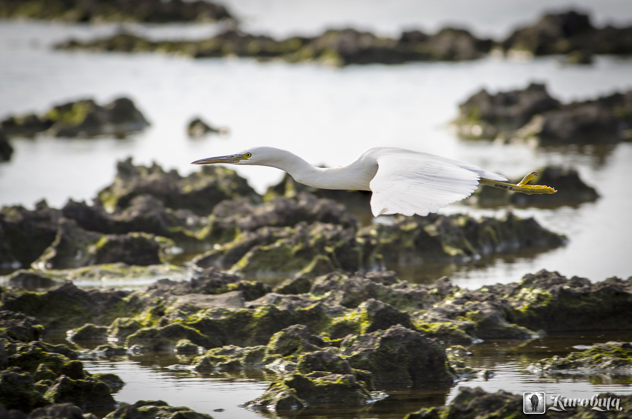 Pentax smc DA* 300mm F4.0 ED (IF) SDM sample photo. Egret photography