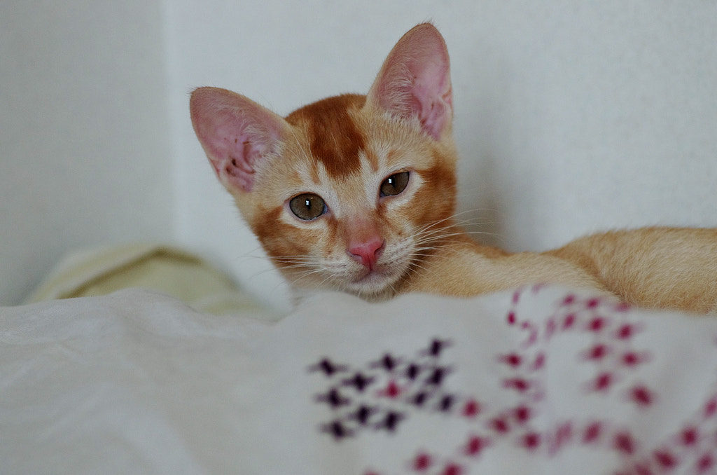 Pentax smc D-FA 100mm F2.8 macro sample photo. Cat photography
