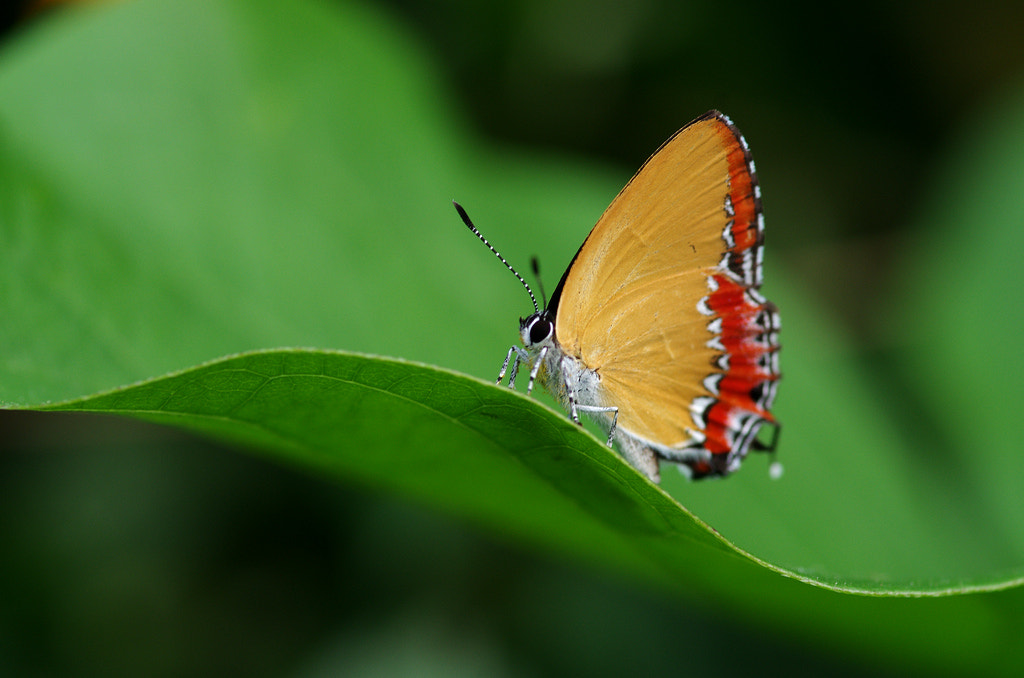 Pentax smc D-FA 100mm F2.8 macro sample photo. Butterfly photography