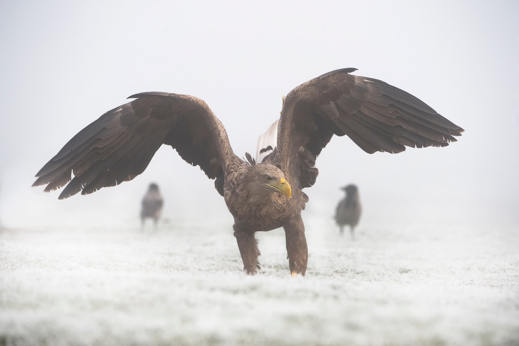 Nikon D4S sample photo. I took this photo in hungary 2016 of the white tail eagle photography