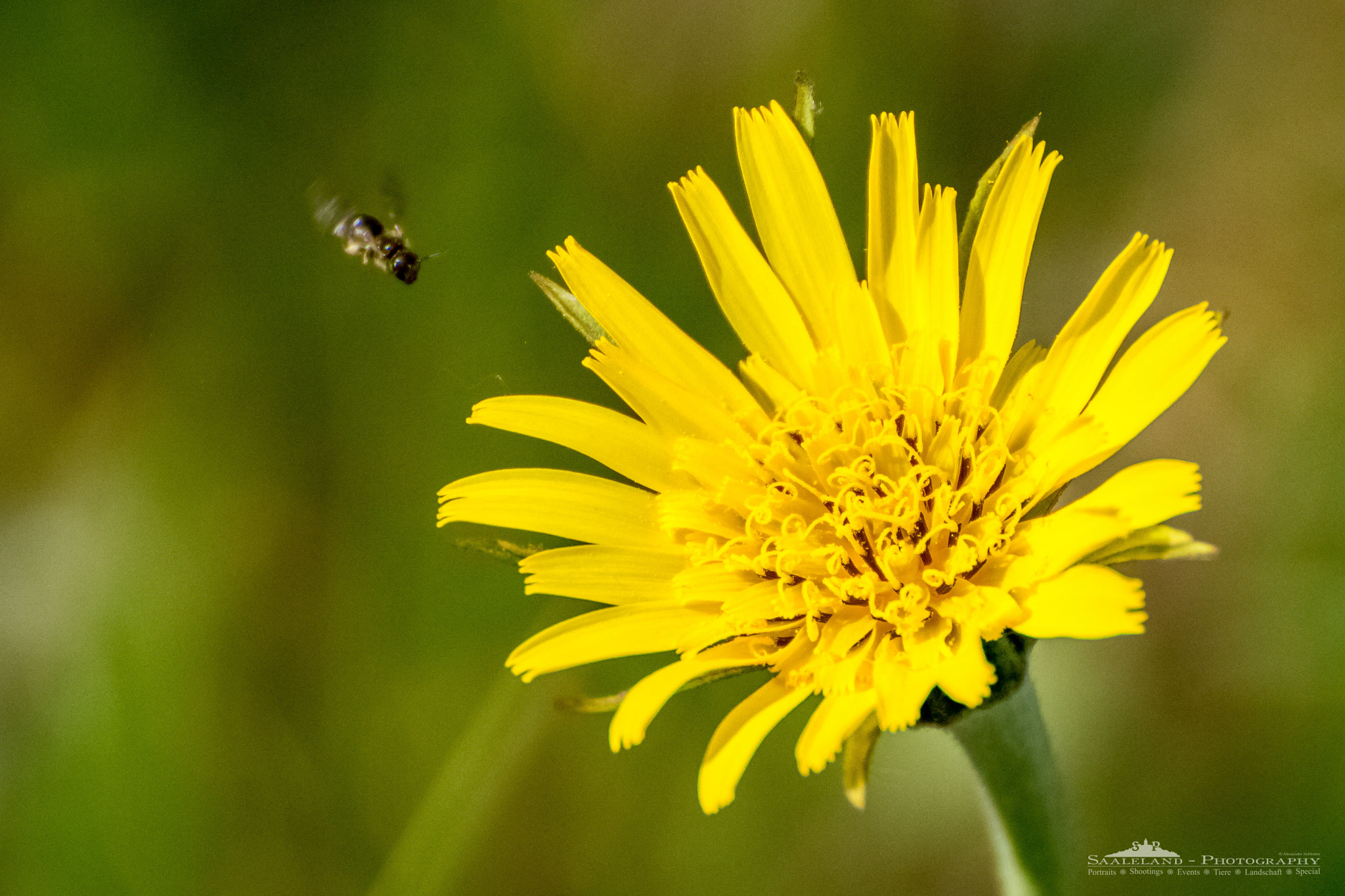 Tamron SP 35mm F1.8 Di VC USD sample photo. Straight into the fun. photography