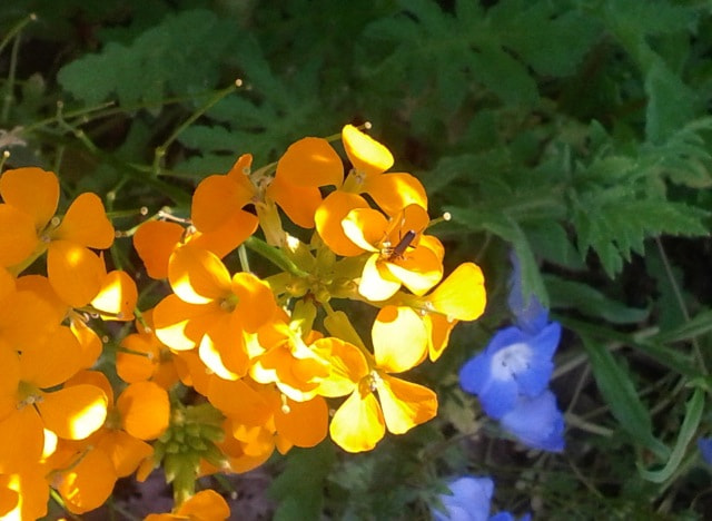 Google Nexus S sample photo. Rebecca graham oak meadows mayone of the beetles photography