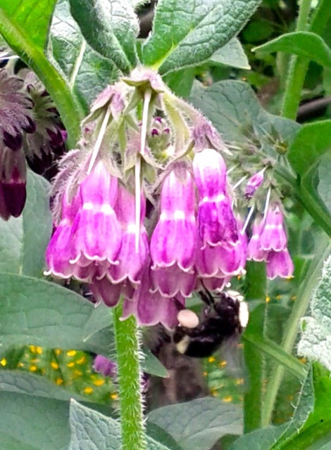 Google Nexus S sample photo. Rebecca graham strathcona may photography