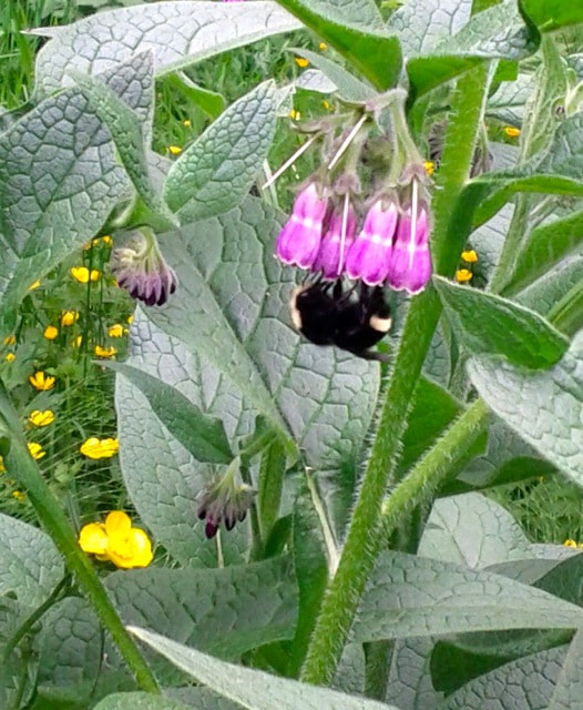 Google Nexus S sample photo. Rebecca graham strathcona may photography