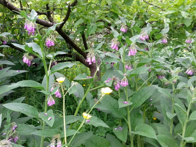 Google Nexus S sample photo. Rebecca graham strathcona maymy site shady part photography