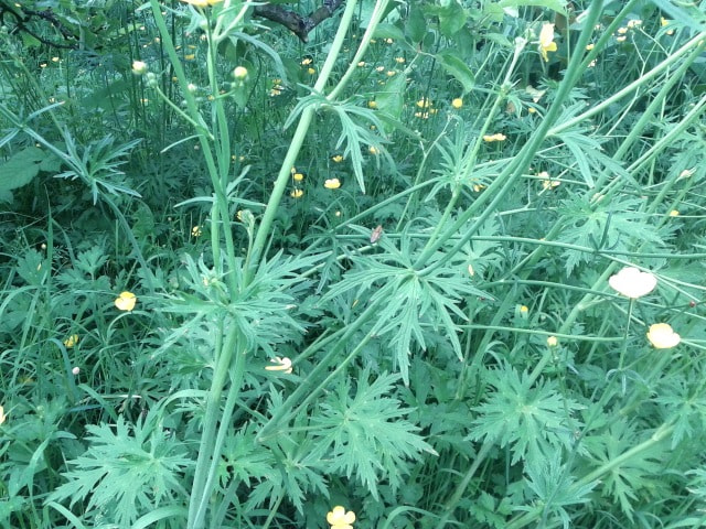 Google Nexus S sample photo. Rebecca graham strathcona may photography