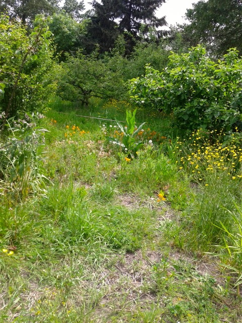 Google Nexus S sample photo. Rebecca graham strathcona maymy site sunny part photography