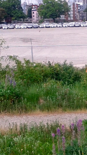 Google Nexus S sample photo. Rebecca graham trillium maycoyote and my site across path photography