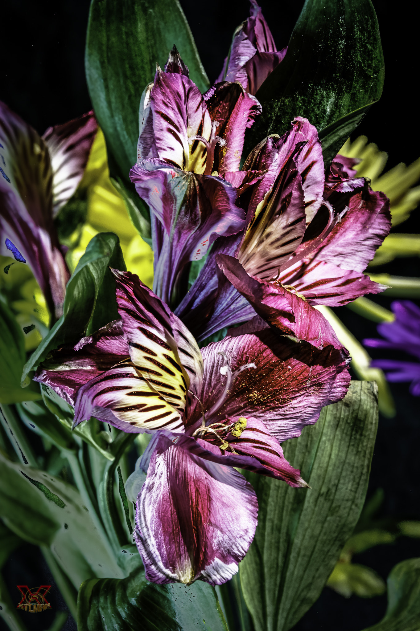 Nikon AF-S Micro-Nikkor 60mm F2.8G ED sample photo. Lily photography