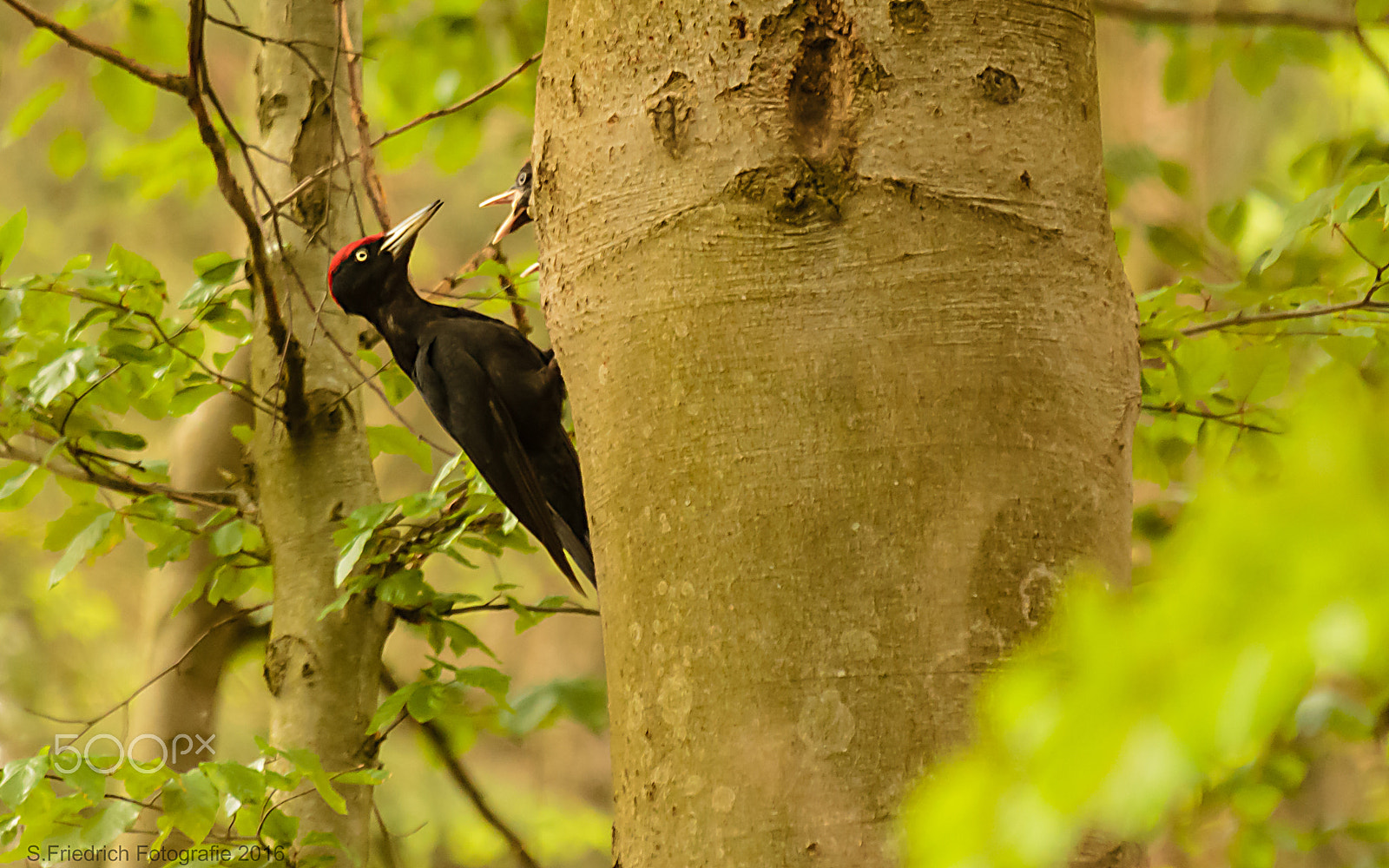 Sigma 50-500mm f/4-6.3 APO HSM EX sample photo. "i'm hungry!" photography
