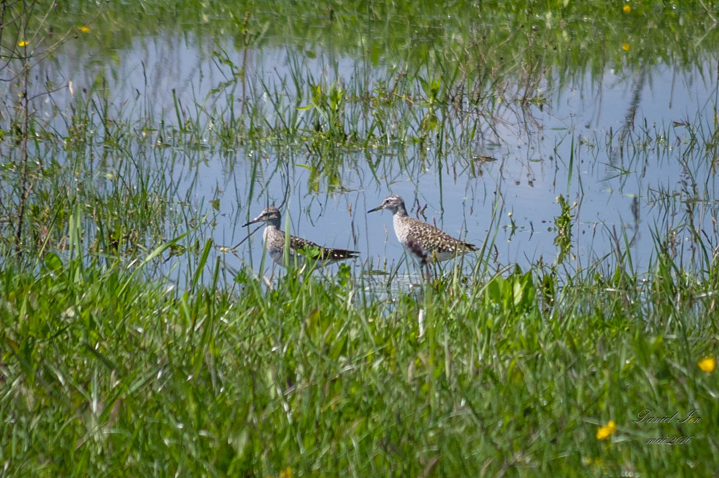 smc PENTAX-FA 70-200mm F4-5.6 sample photo. Tringa glareola photography