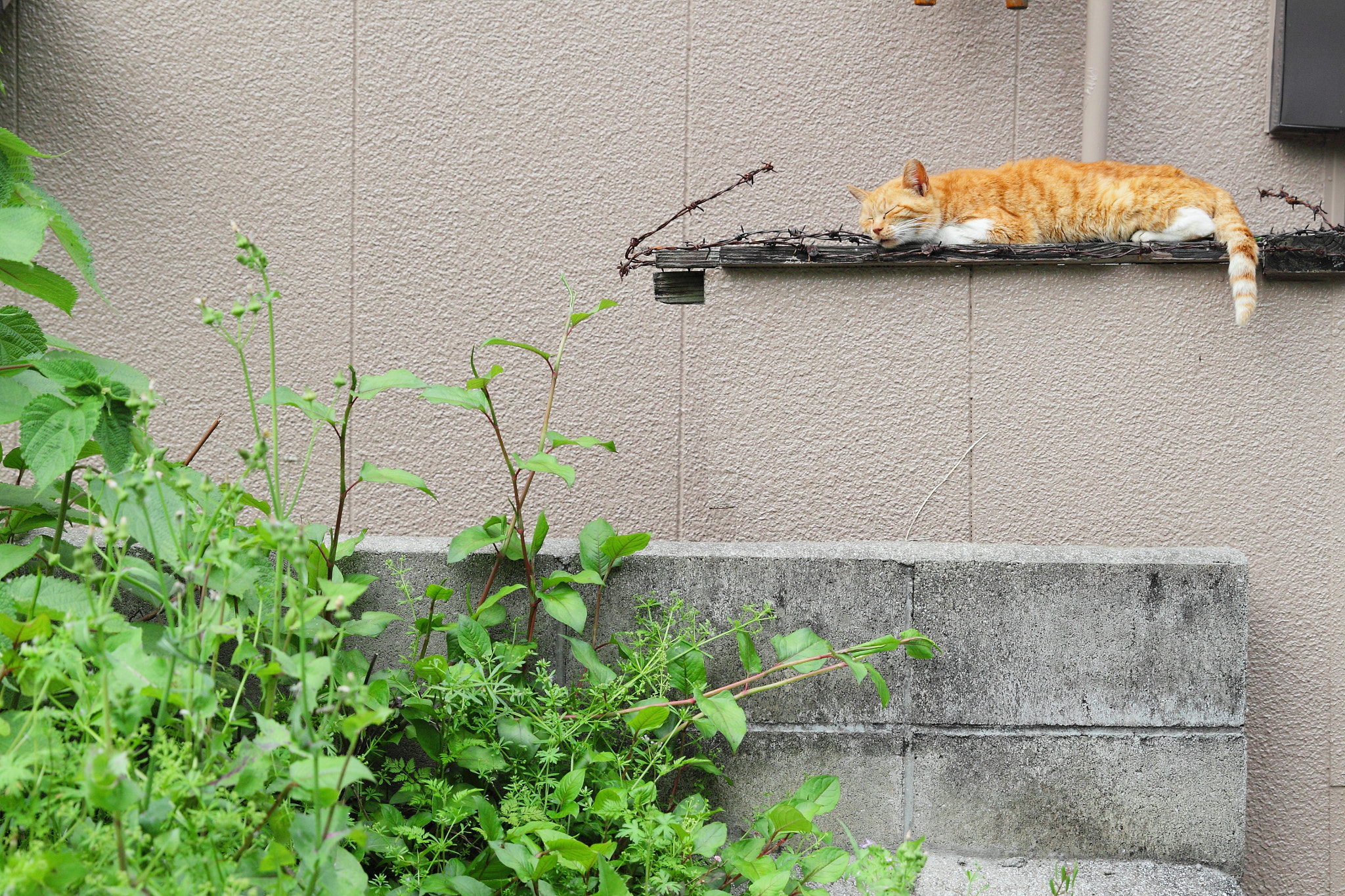 Canon EOS 500D (EOS Rebel T1i / EOS Kiss X3) + Canon EF 24-70mm F2.8L II USM sample photo. That lazy cat photography